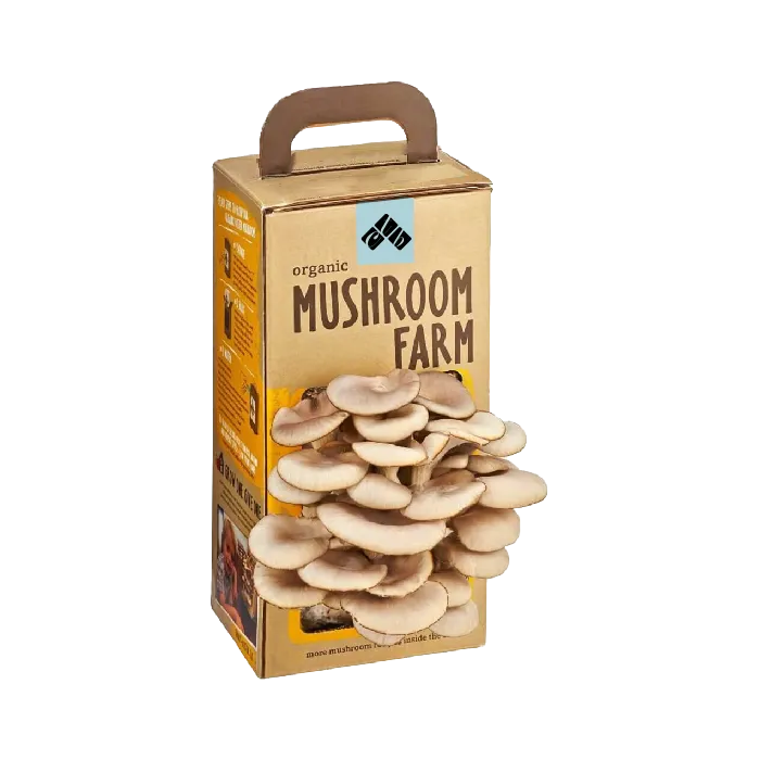 bulk-mushroom-boxes.webp